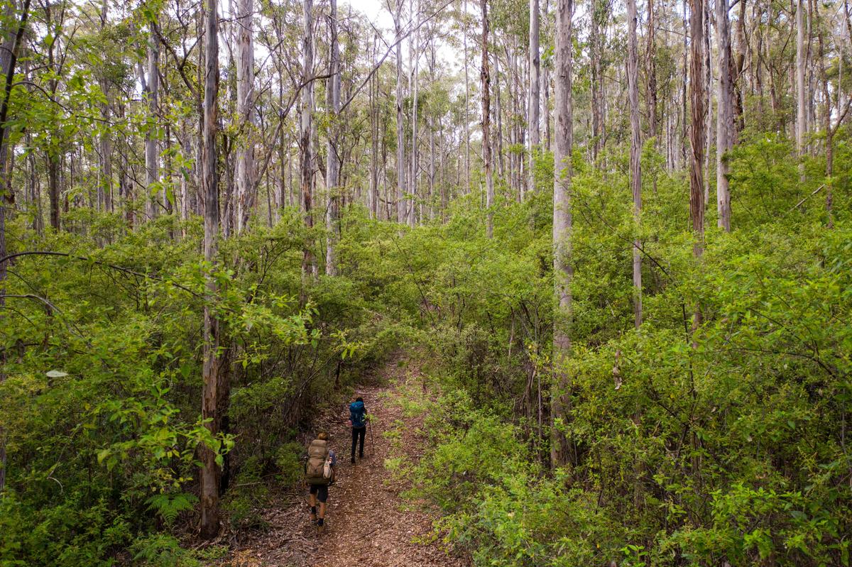 Walking through Karri forest on the Bibbulmun Track