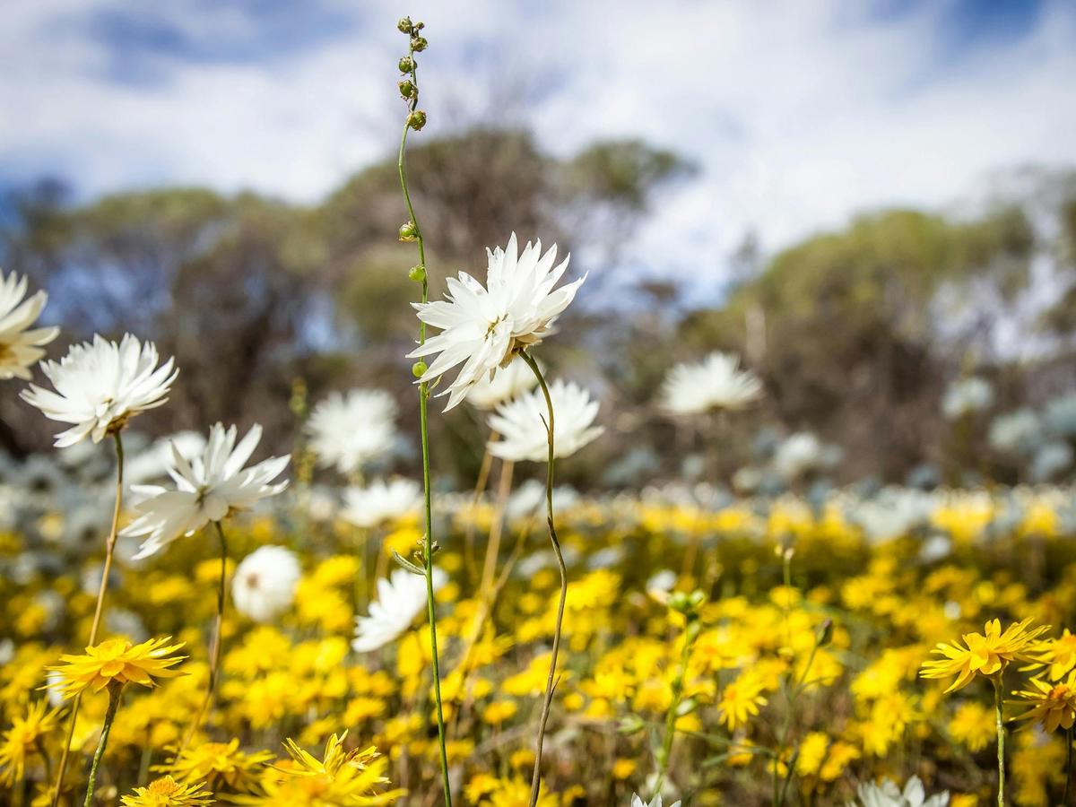 Wildflowers, Bencubbin