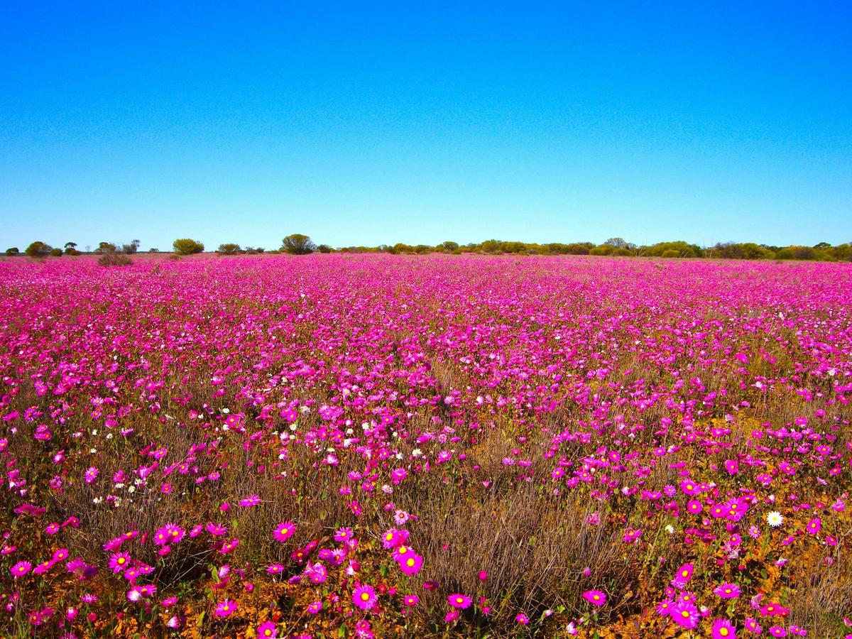 Wildflowers