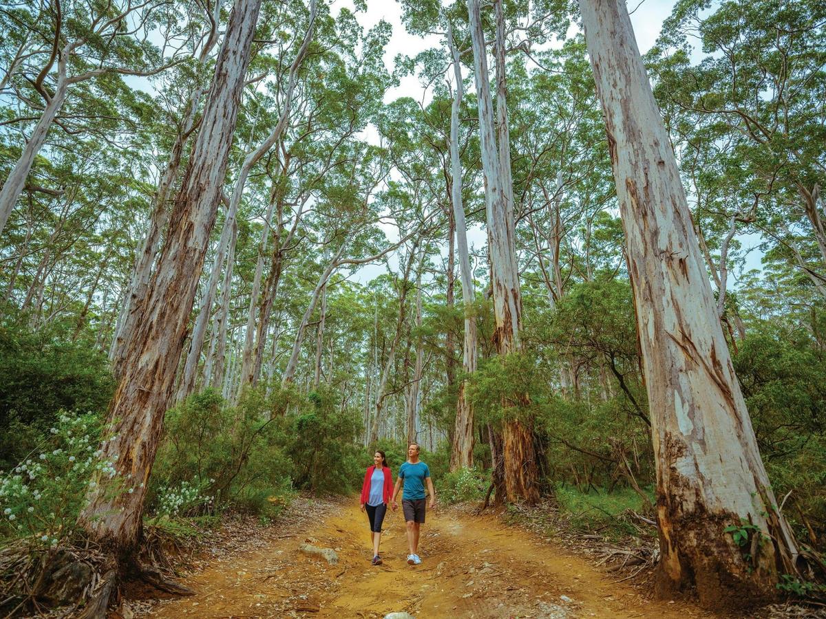 Couple exploring the Boranup Karri Forest, part of the Leeuwin-Naturaliste National Park