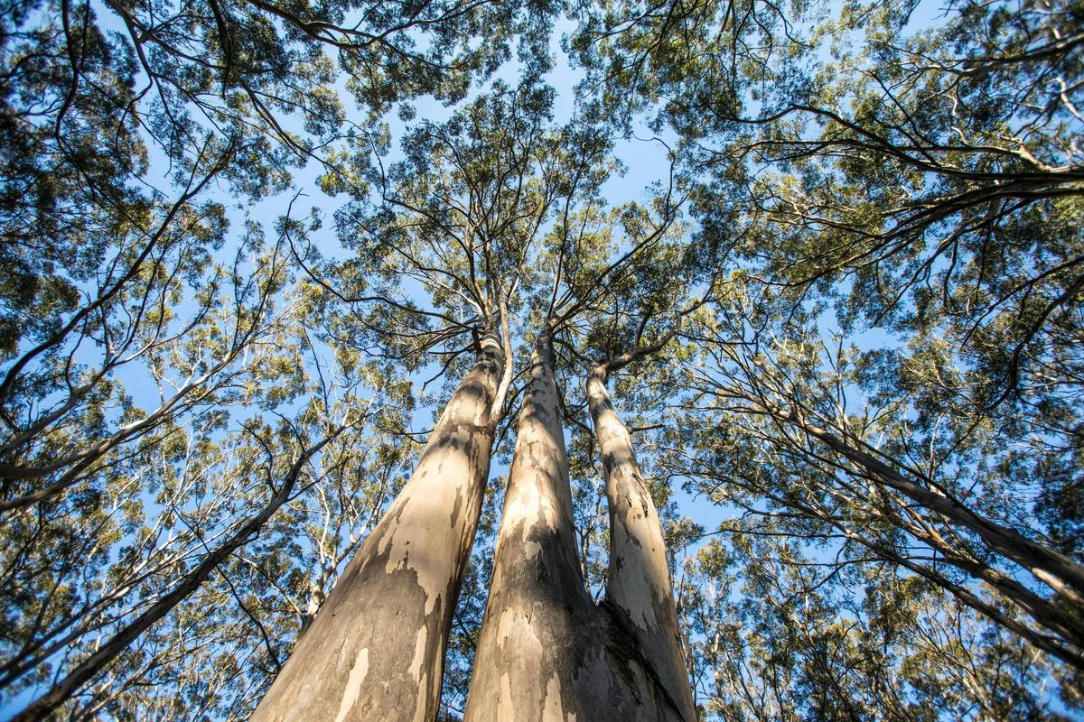 Karri trees in the Boranup Karri Forest, part of the Leeuwin-Naturaliste National Park