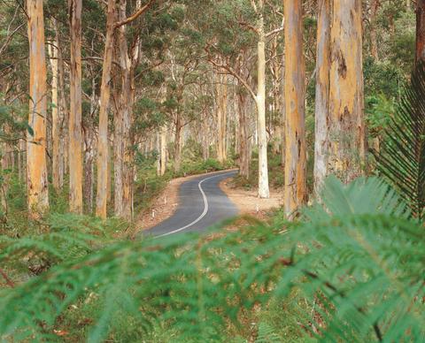 Boranup Forest