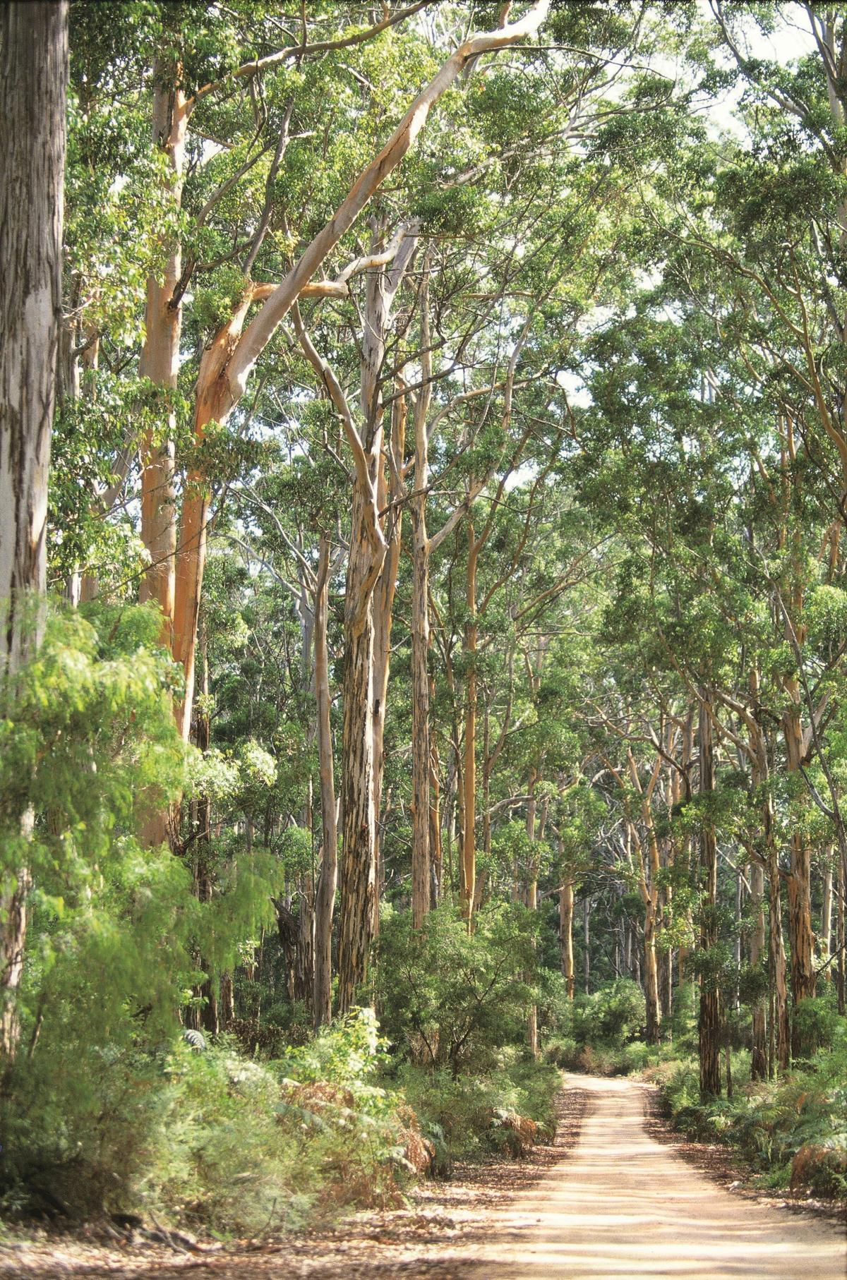 Boranup Drive, Margaret River, Western Australia