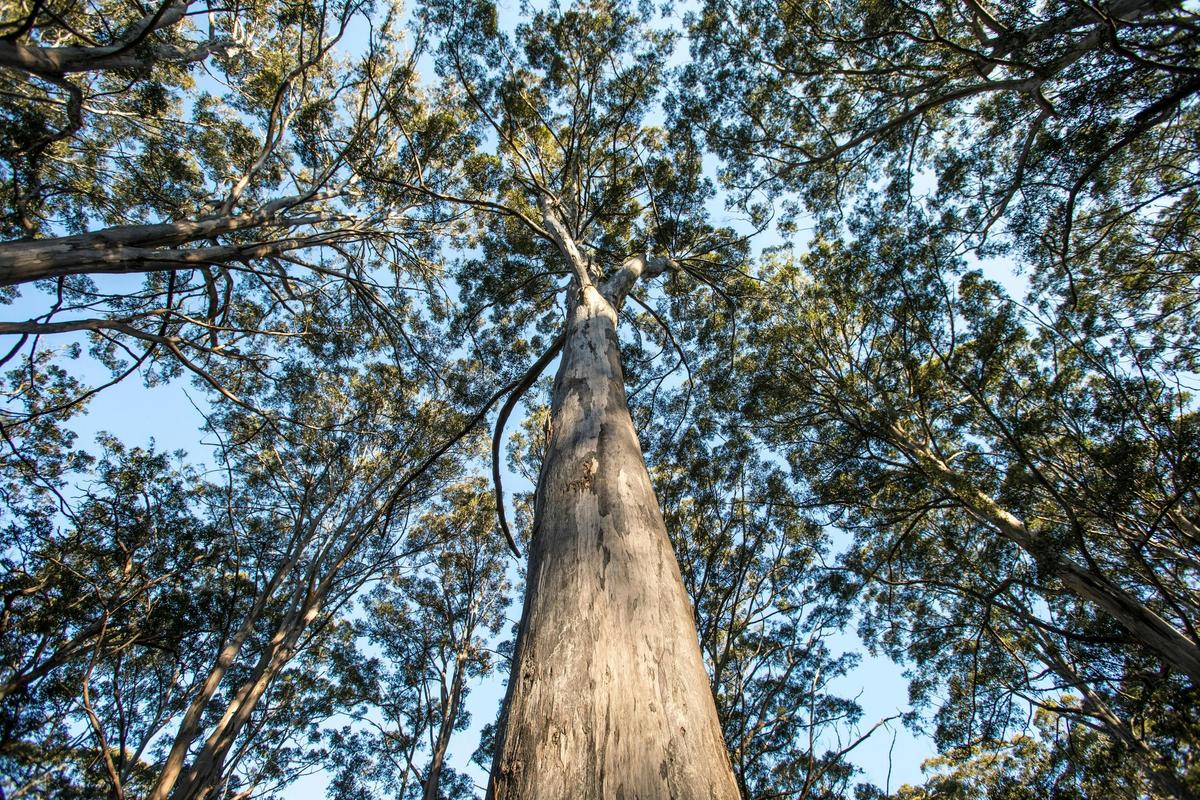 Karri trees in the Boranup Karri Forest, part of the Leeuwin-Naturaliste National Park