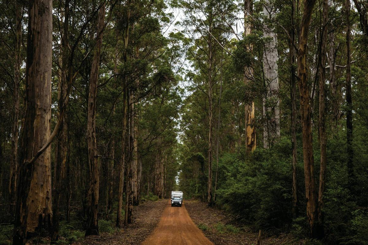 4WD towing a caravan through the Boranup Karri Forest