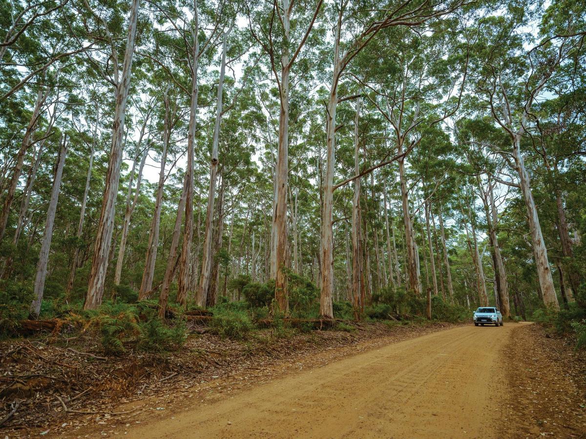 Boranup Karri Forest, part of the Leeuwin-Naturaliste National Park
