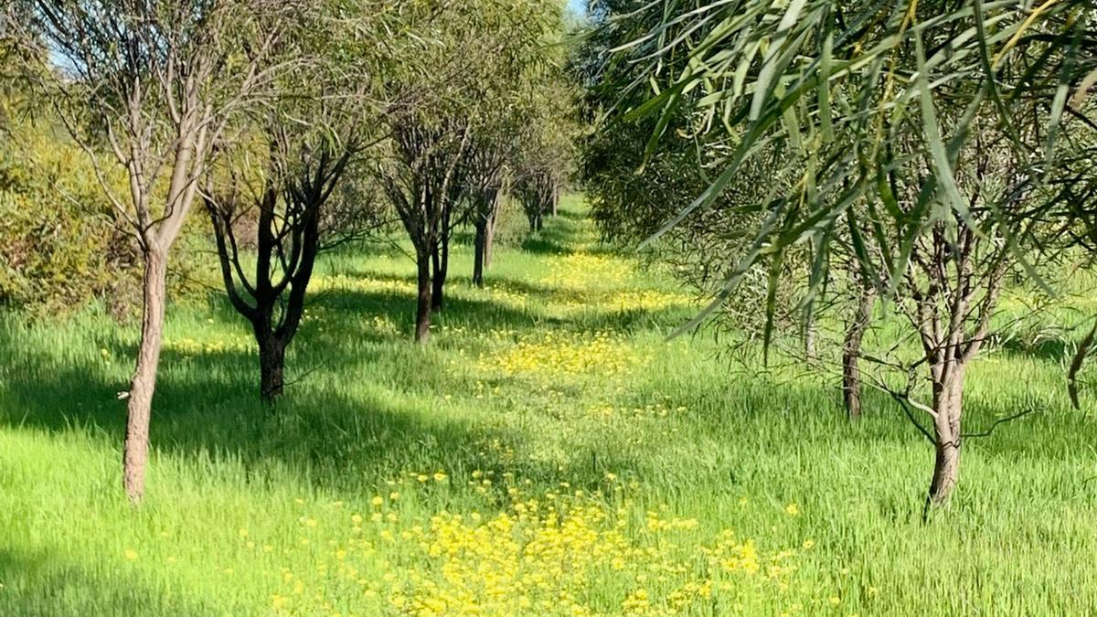BrookHempTon Tree Farm