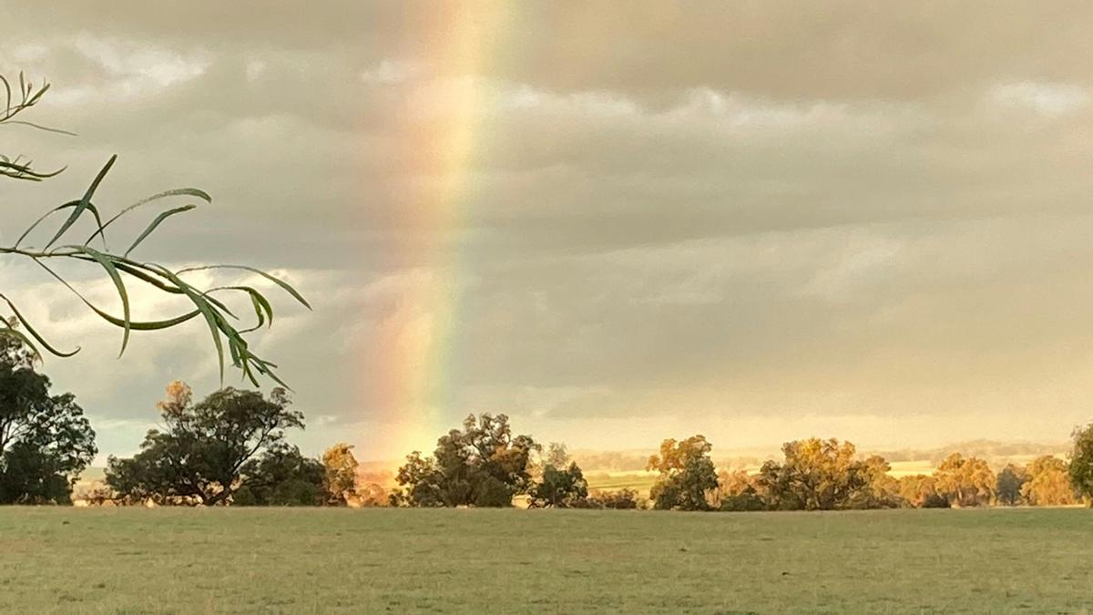 BrookHempTon Tree Farm