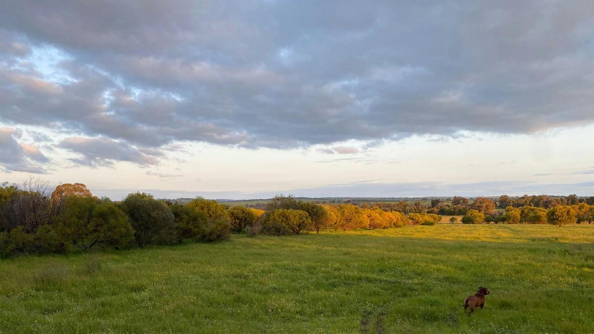BrookHempTon Tree Farm