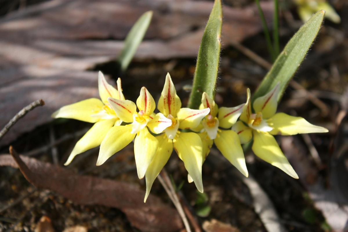 Cowslip orchid