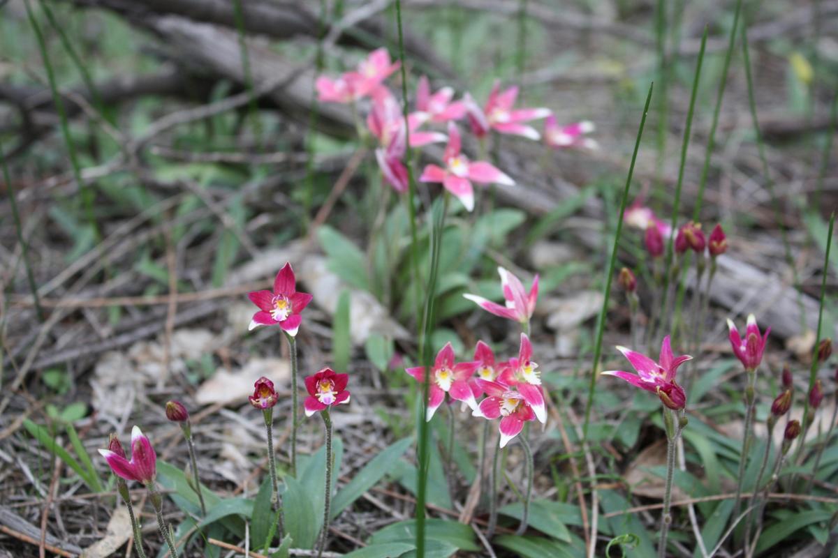 Hybrid pink fairy and cowslip orchid