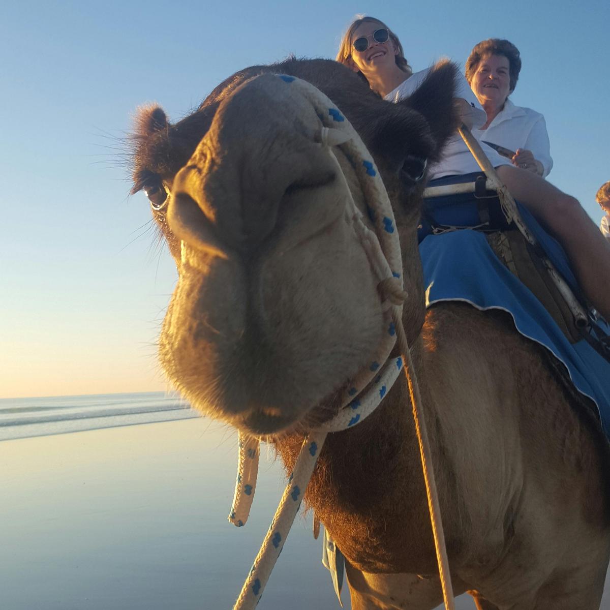 Camel Rides