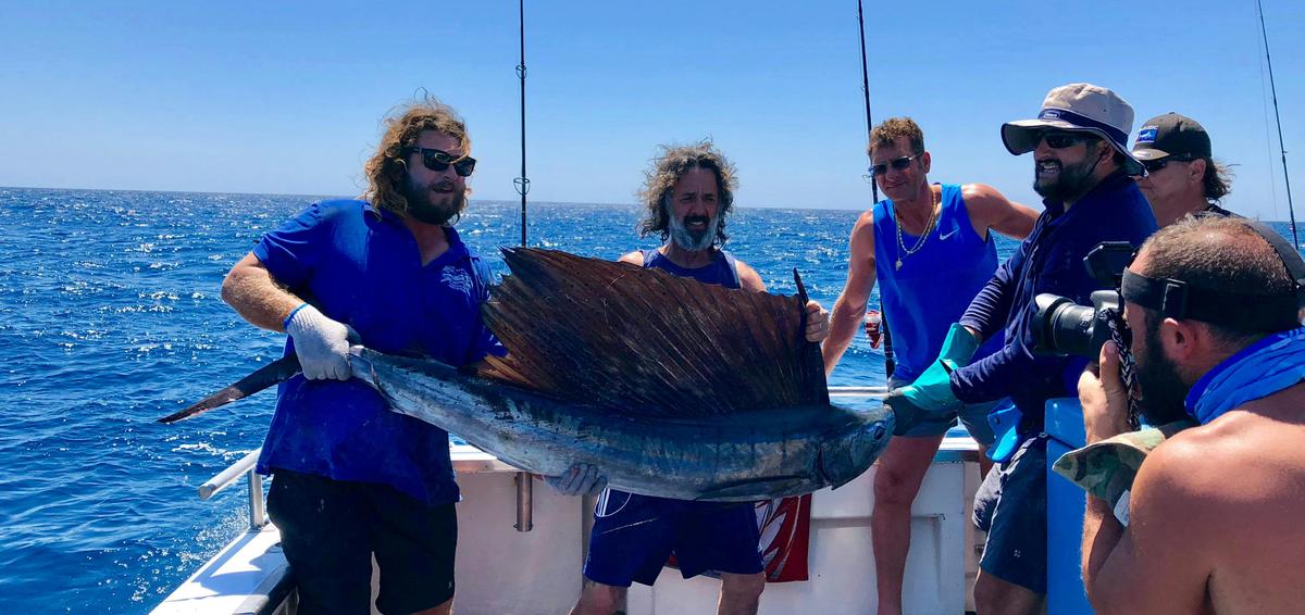 Sail Fish