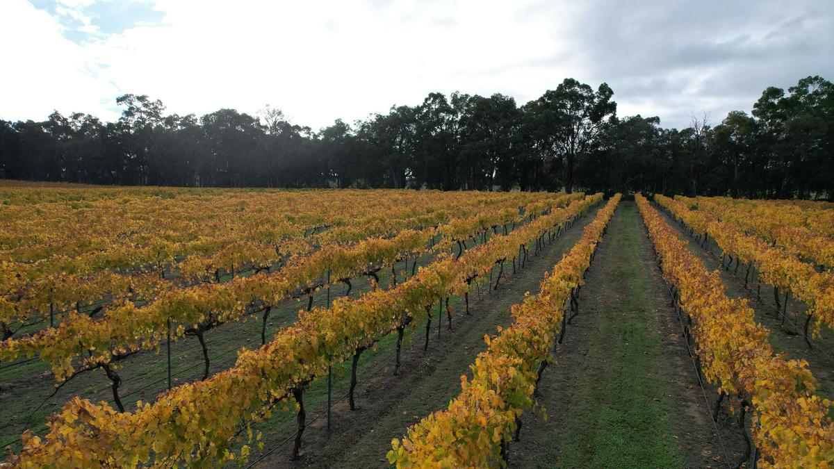 Bungarra Wines
