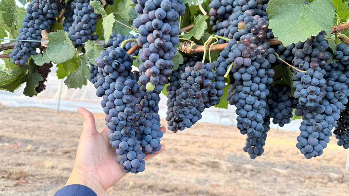 Bungarra Wines