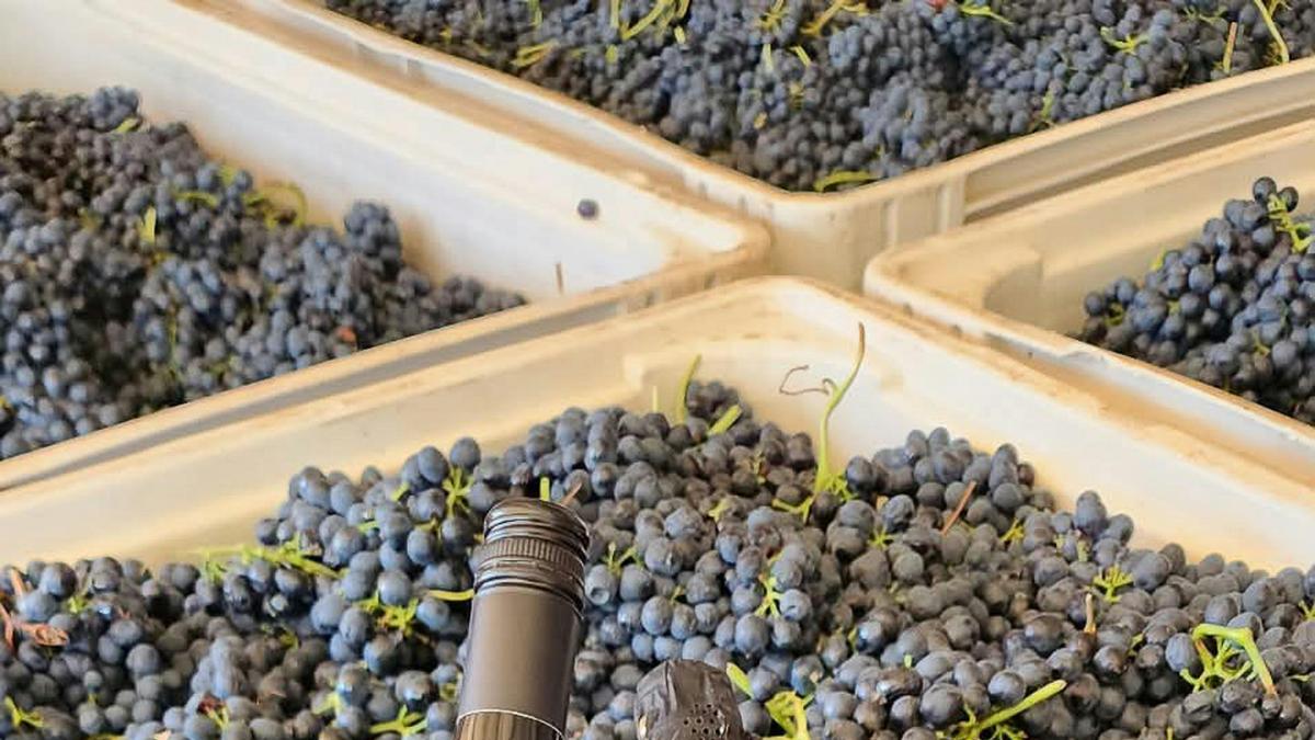 Bungarra Wines