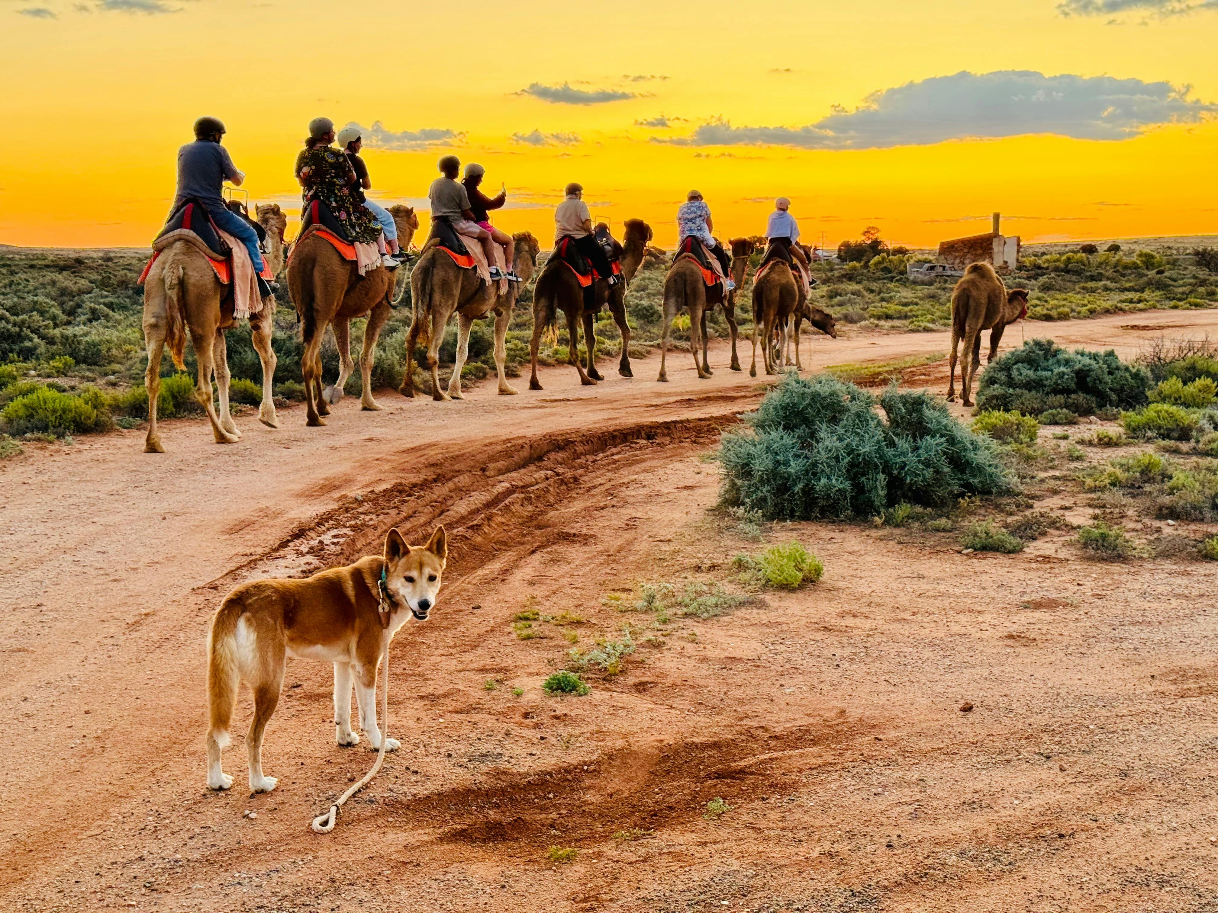 Sunset camel tour