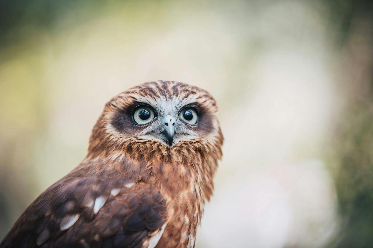 One of Australia's largest bird of prey sanctuaries.