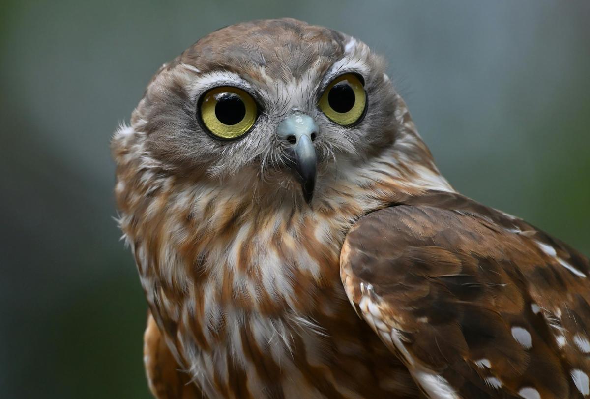 After the Bird of Prey Encounter, you can have your photograph taken with an owl.
