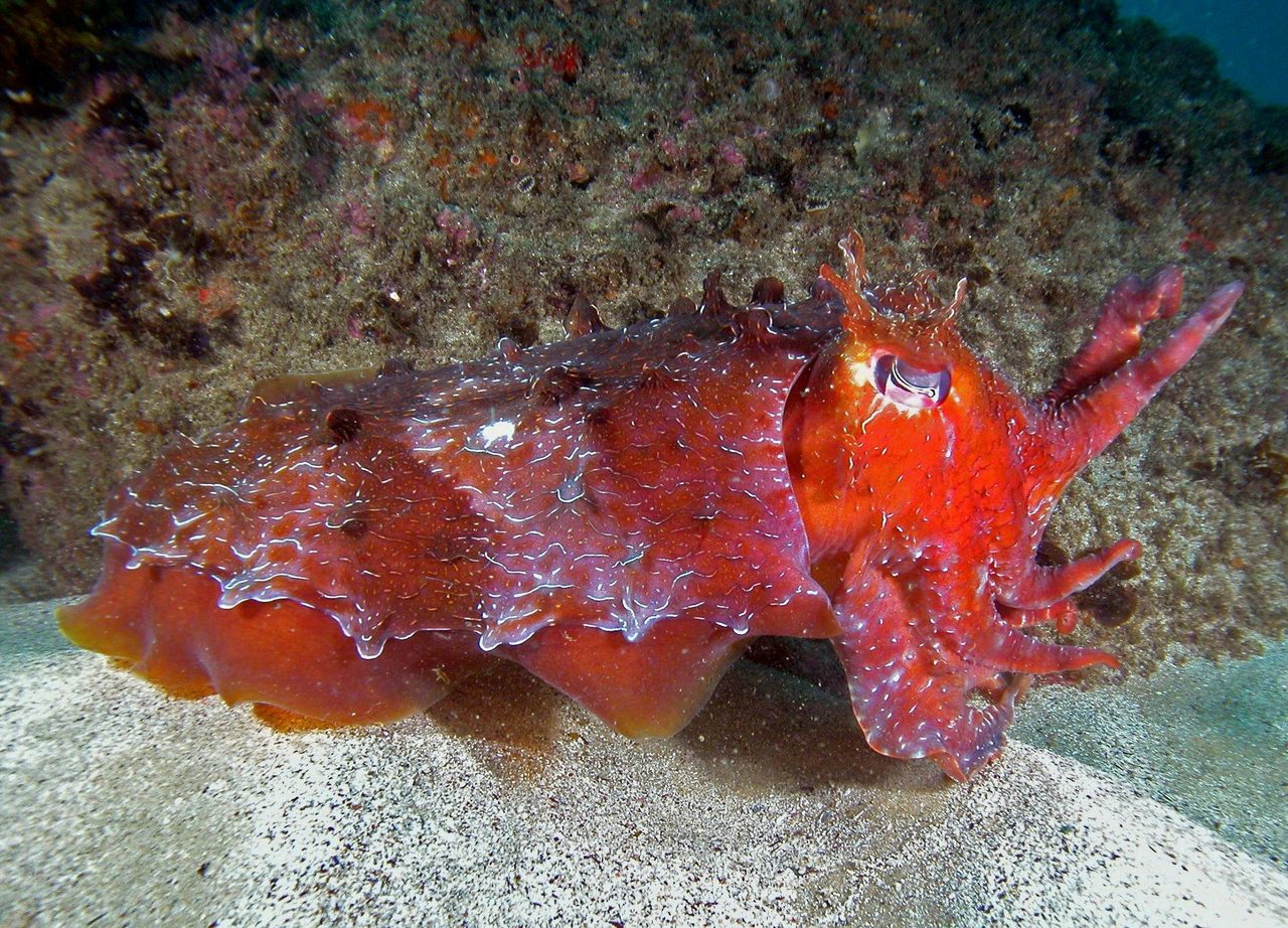 cuttlefish