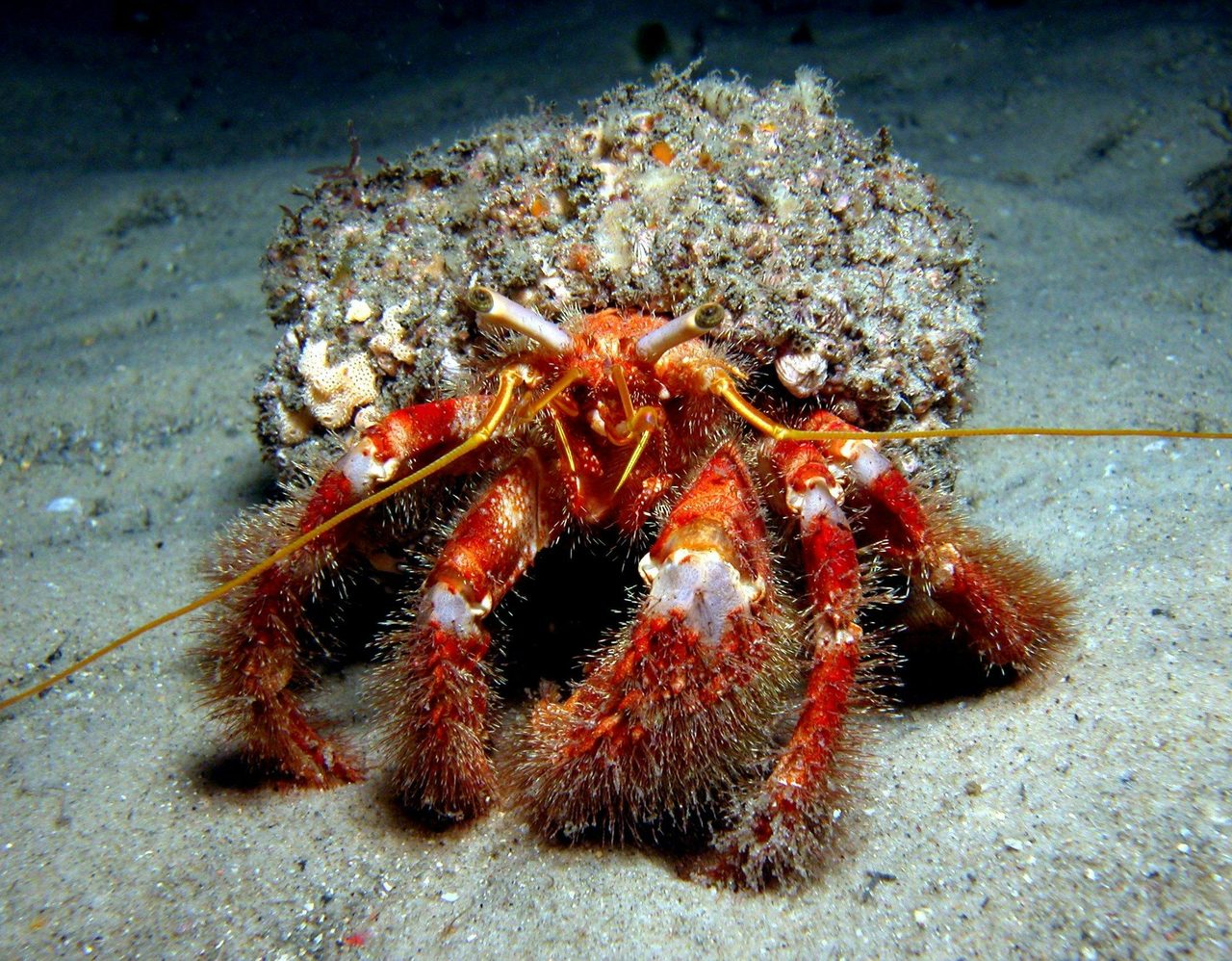 hrmit crab