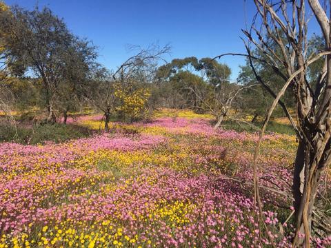 Dalwallinu Remnant Bushland