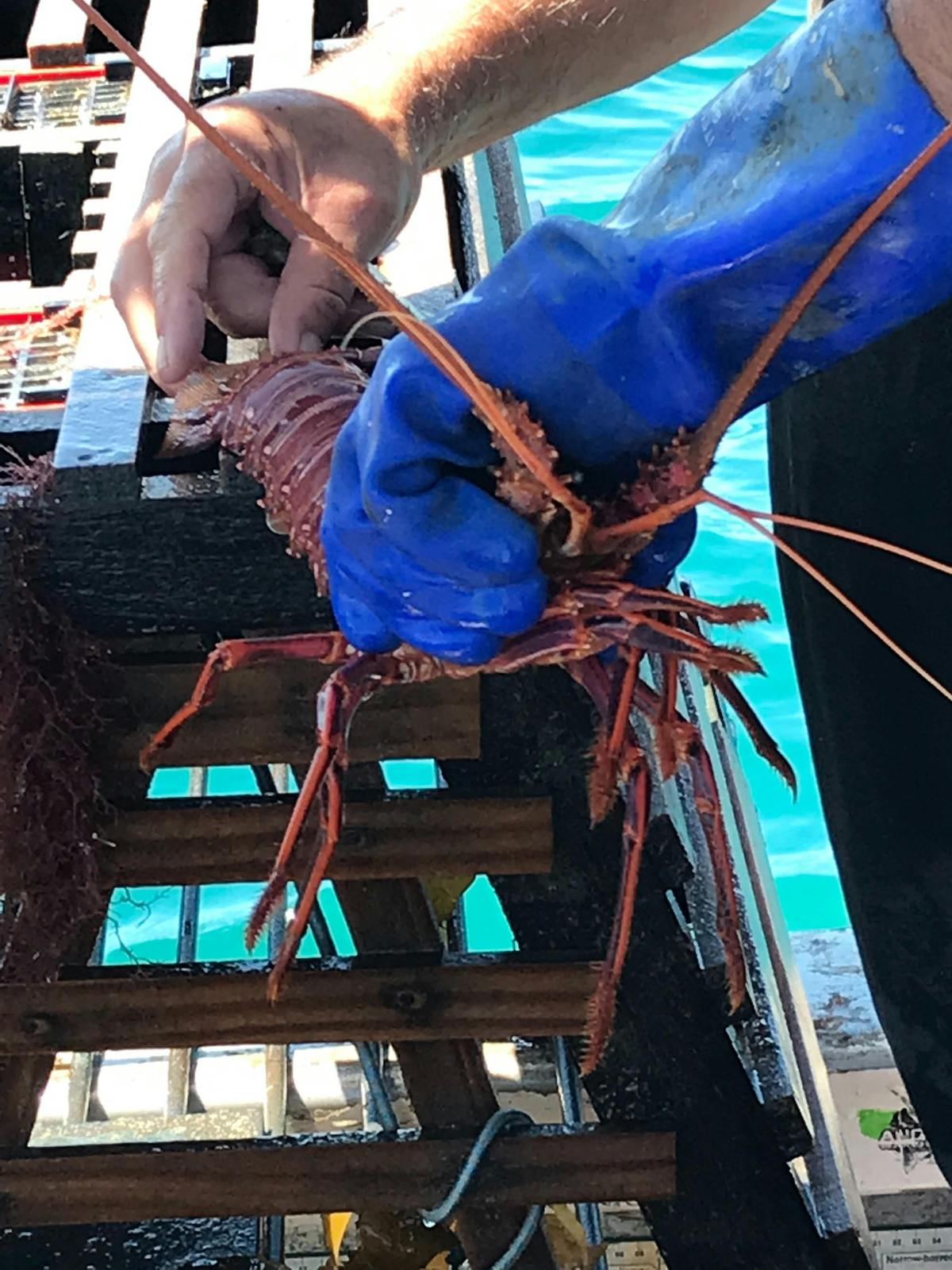 Western Rock Lobster Catch and Keep Tour