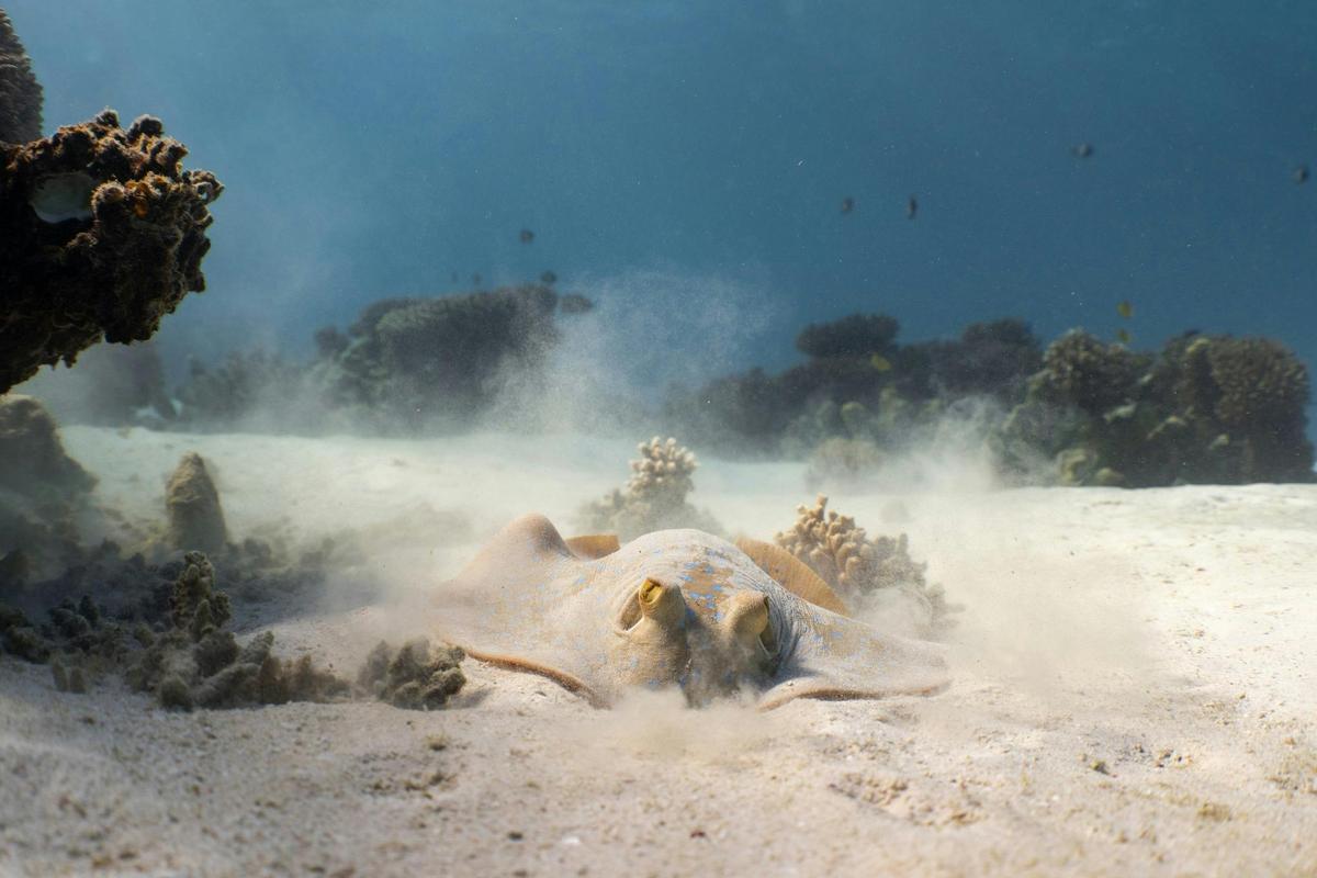 Snorkel Discovery