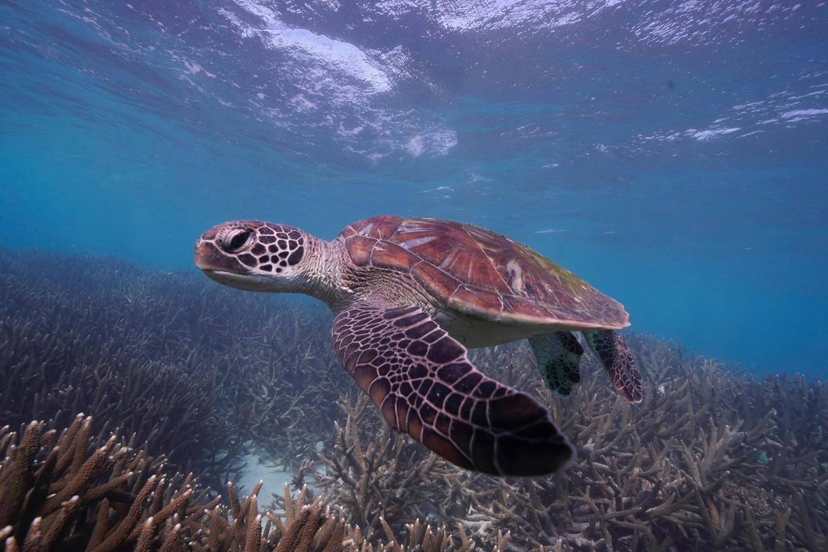 Snorkel Discovery