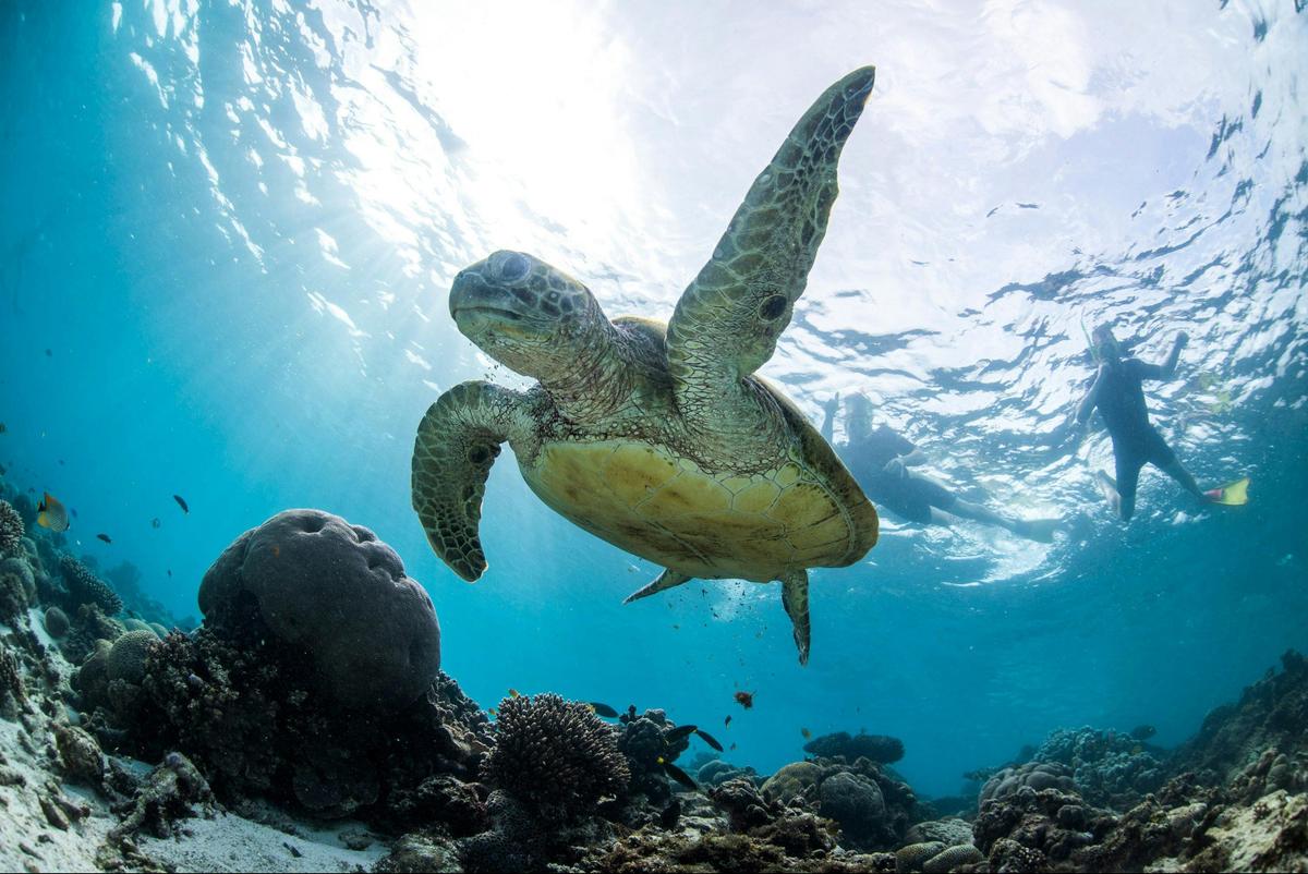 Turtle Adventure Trek