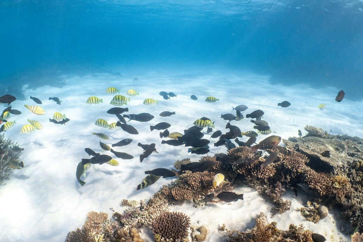 Snorkel Discovery