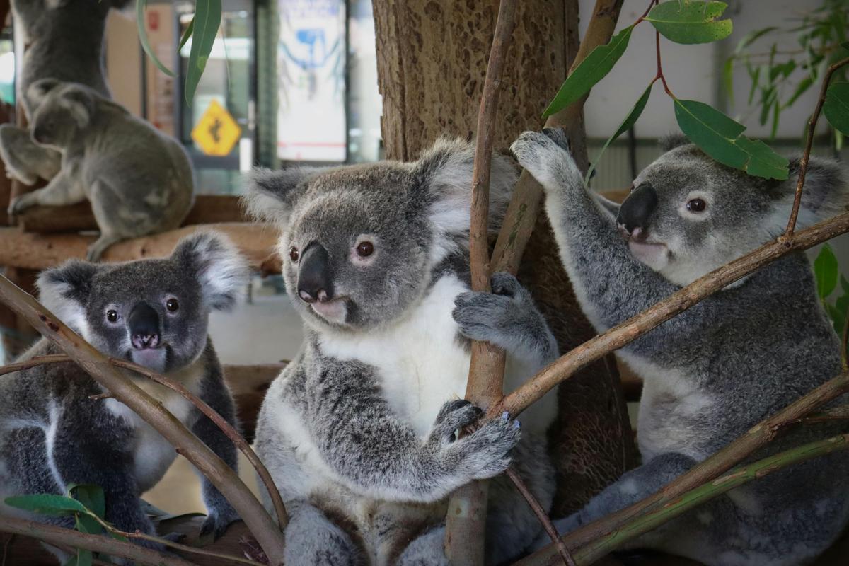 Koalas