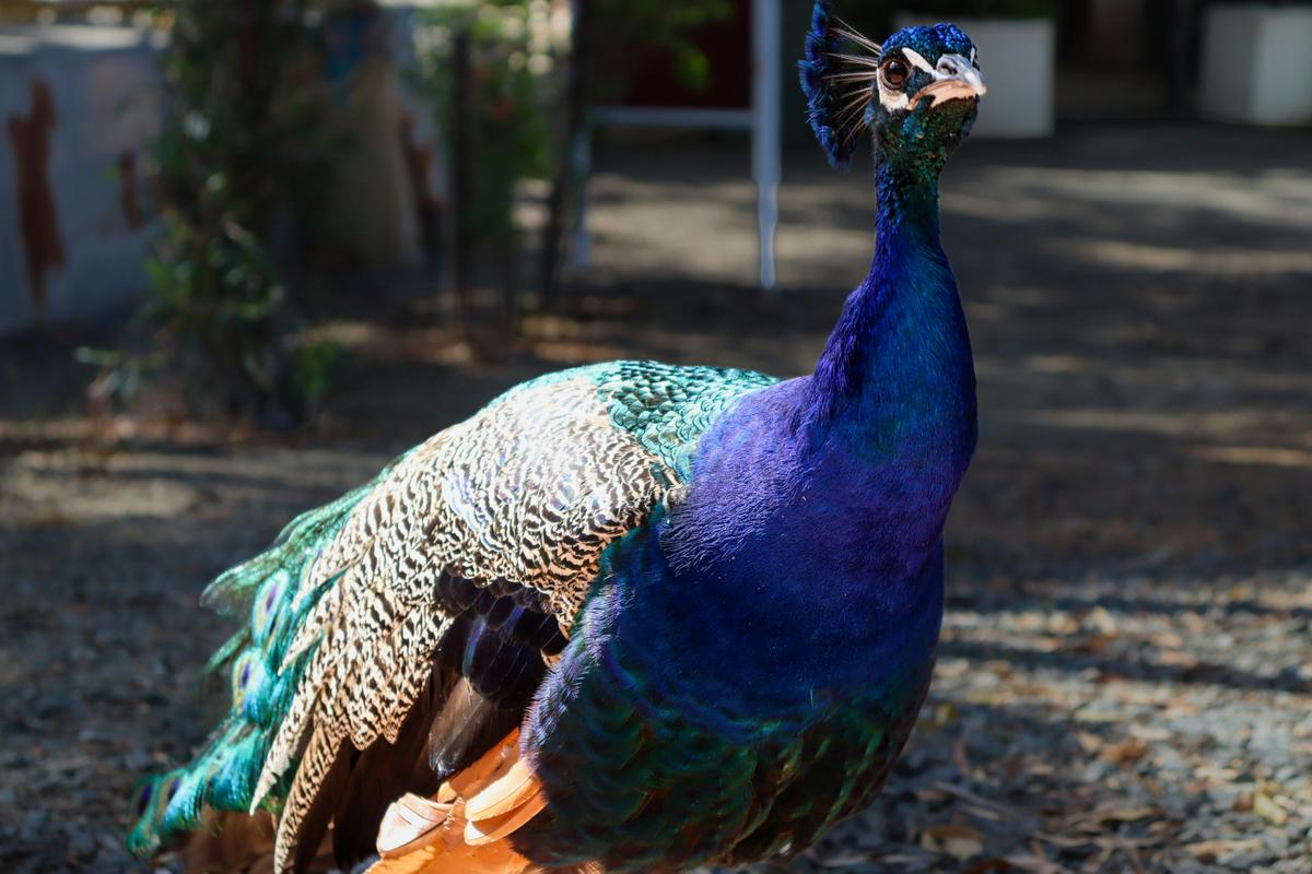 Peacock