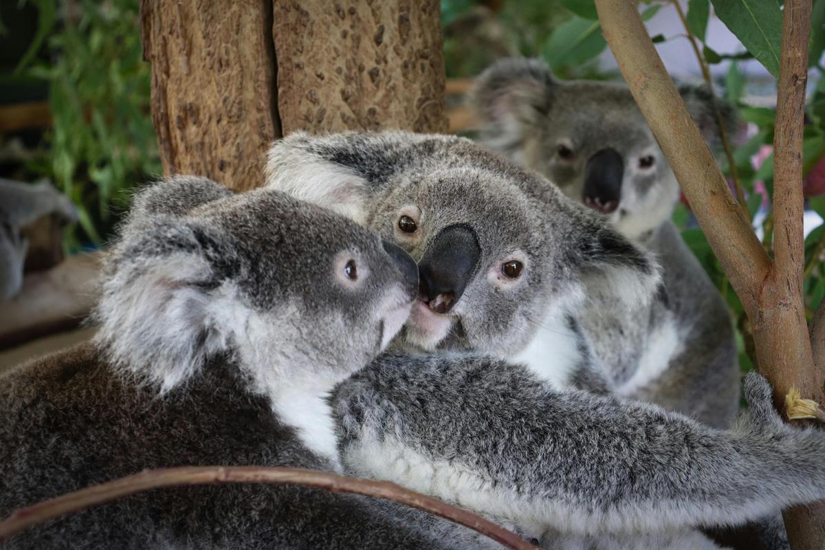 Koalas