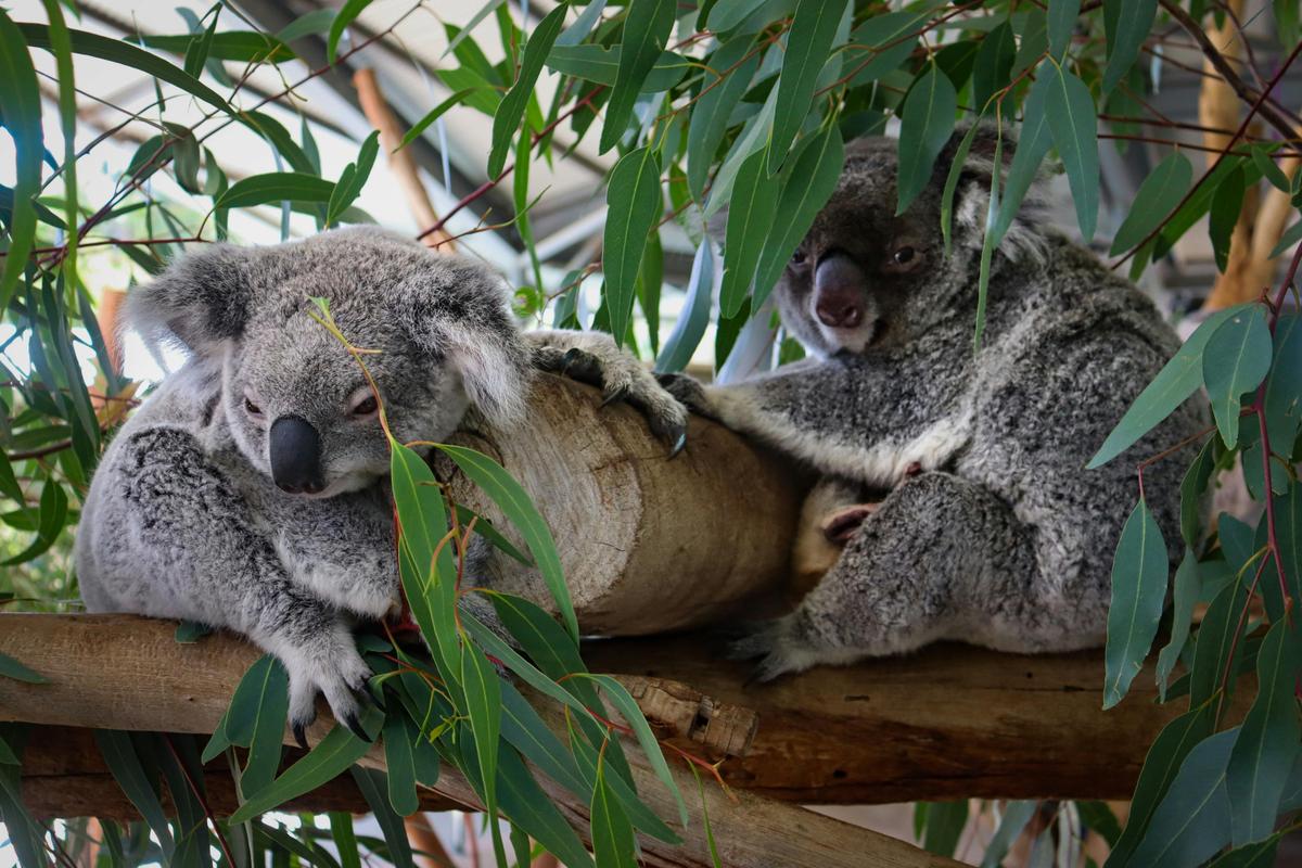 Koalas