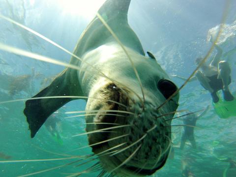 Carnac Island Eco-Tour