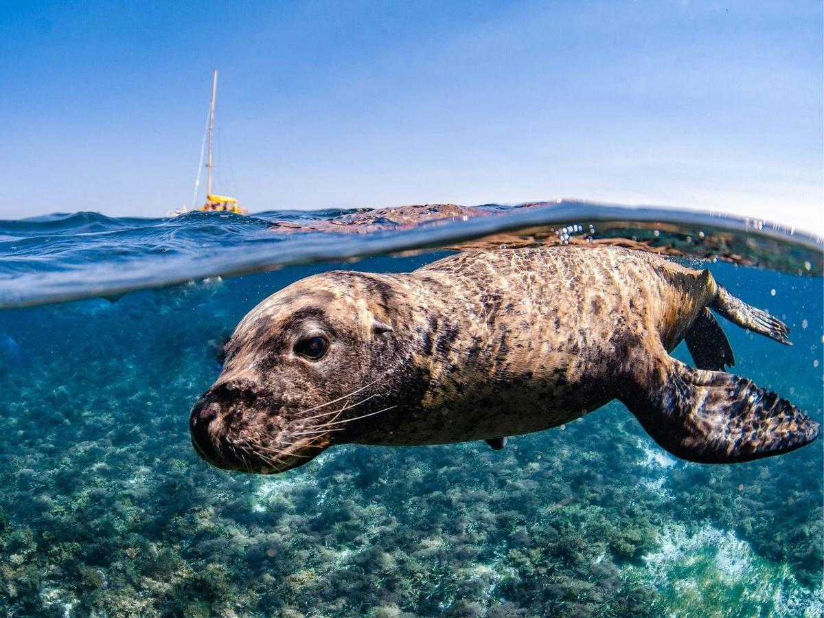 Spot rare Australian Sea Lions