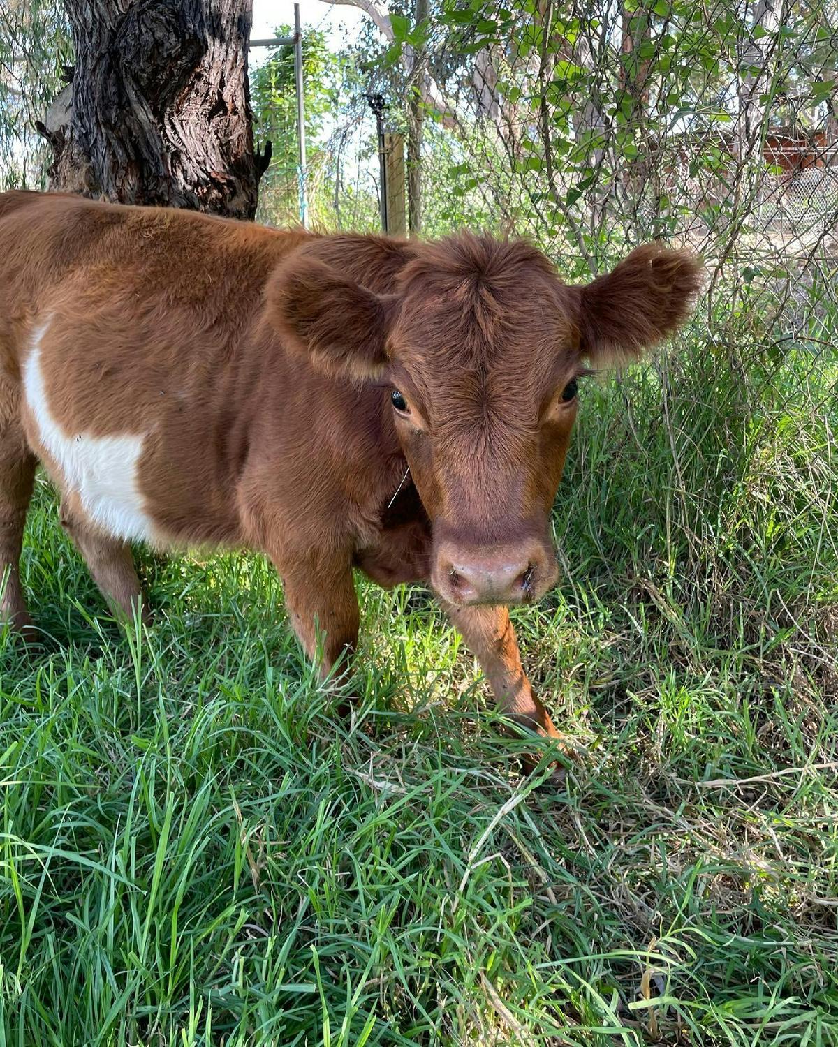 Country Life Farm
