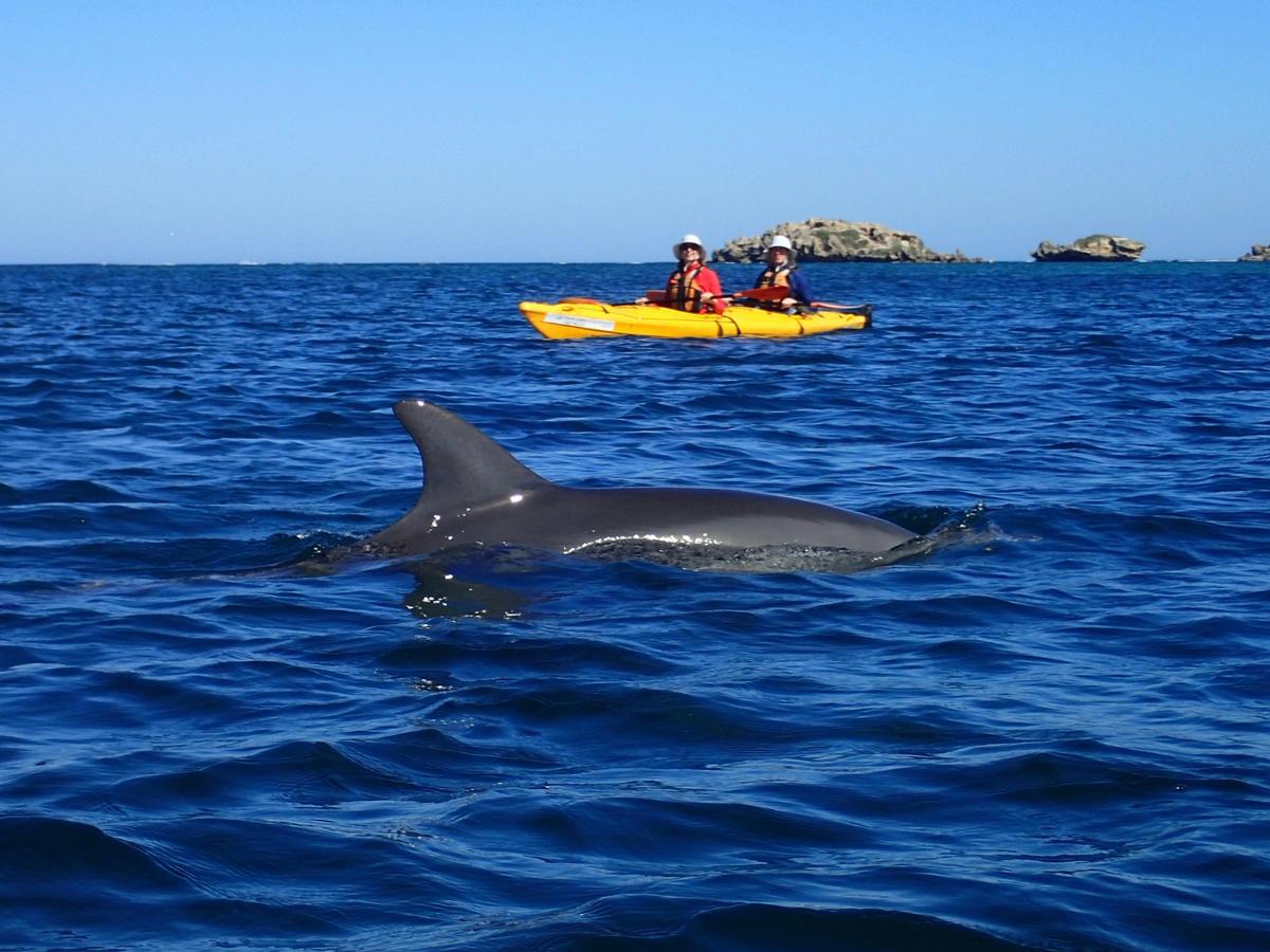 Dolphin encounter on our sea kayak tour