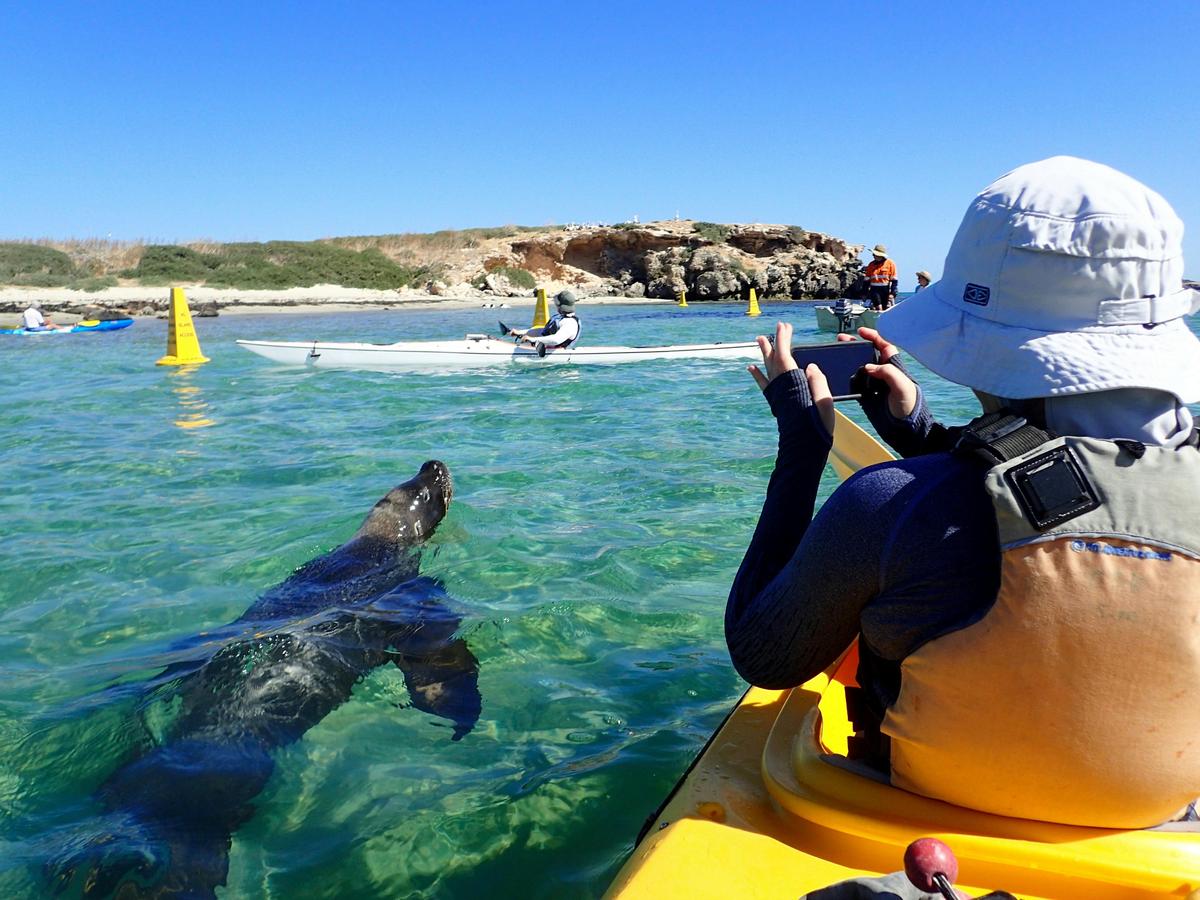 Friendly sea lion visitor on tour with Capricorn Seakayaking