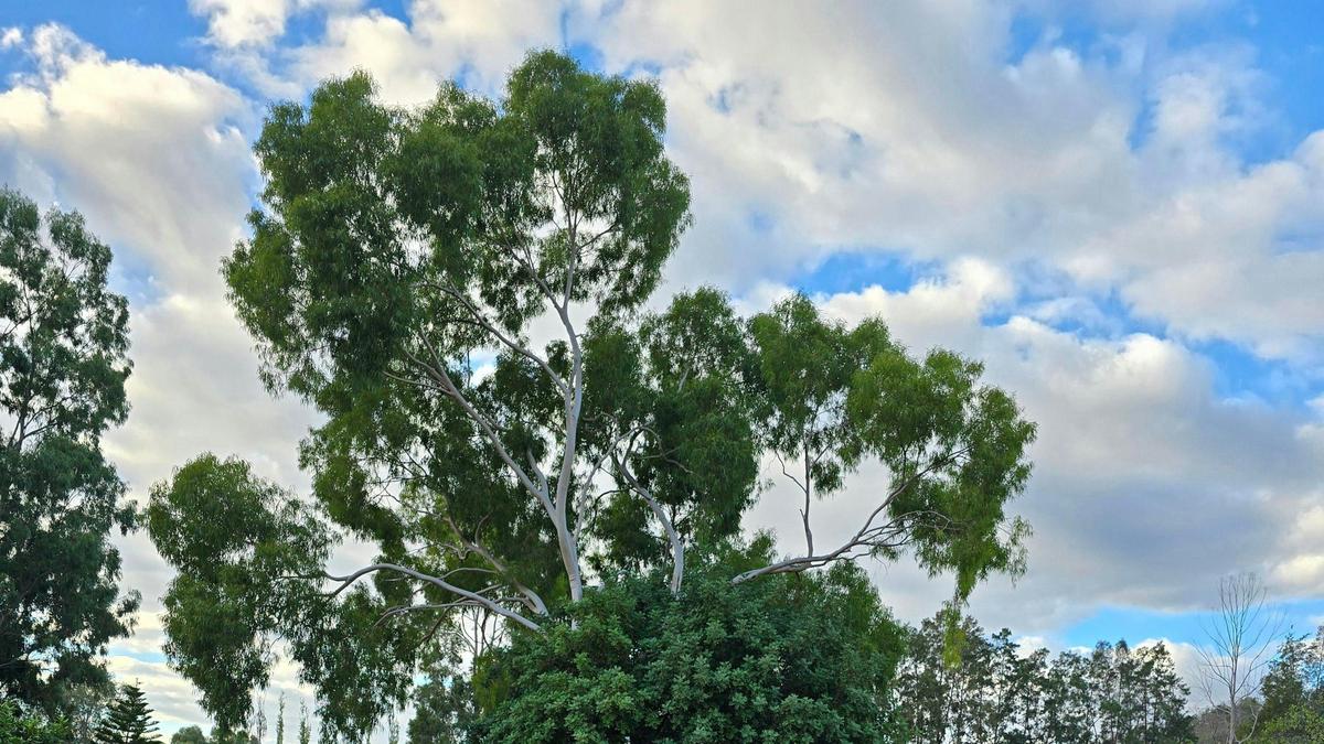 Citrus Park