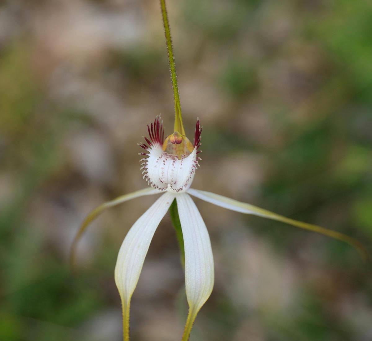Quairading, Wave Rock 3 Day Astro and Wildflowers Photographic Tour