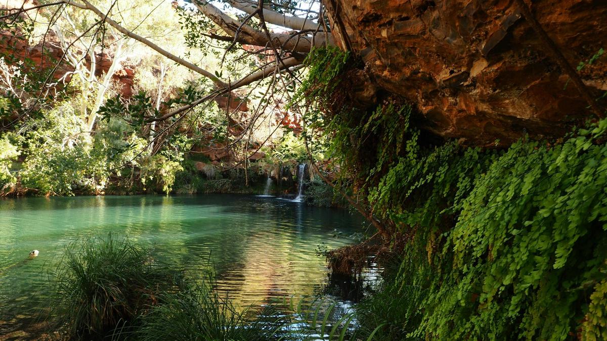Fern Pool, Karijini National Park