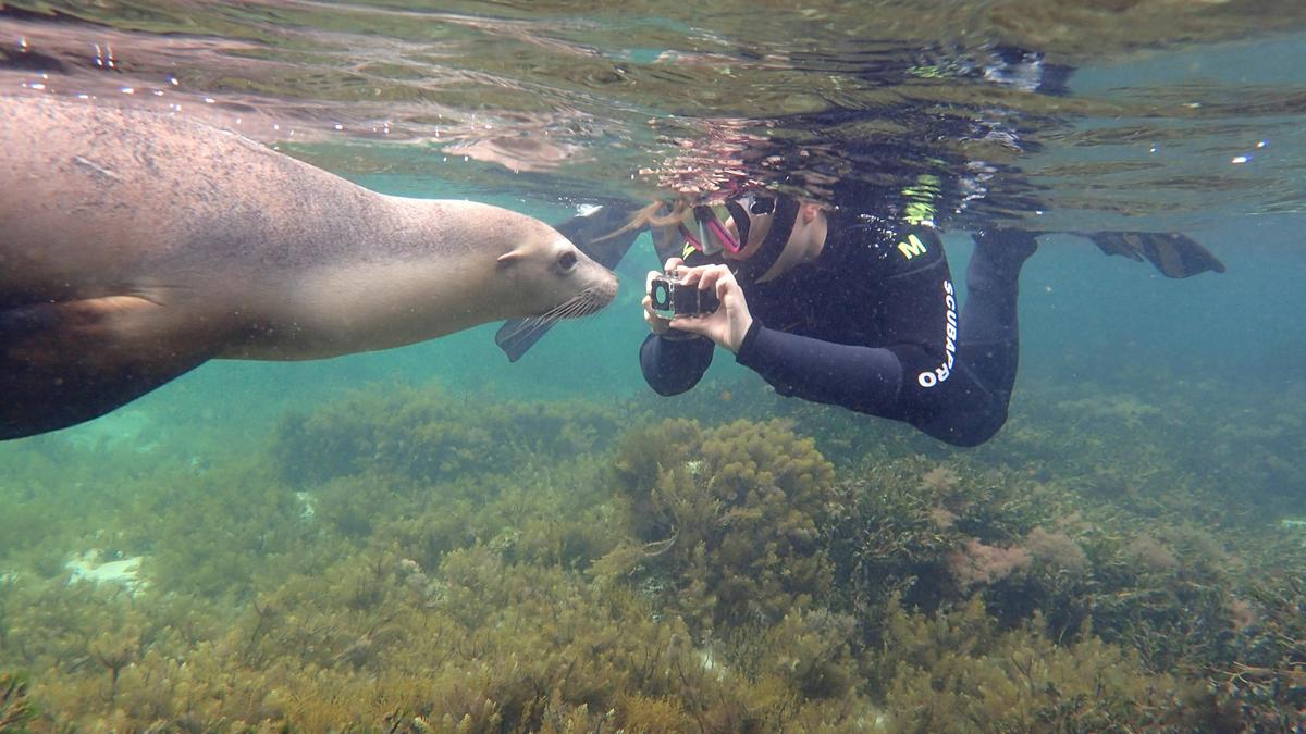 Swim with Sealion in Jurien Bay