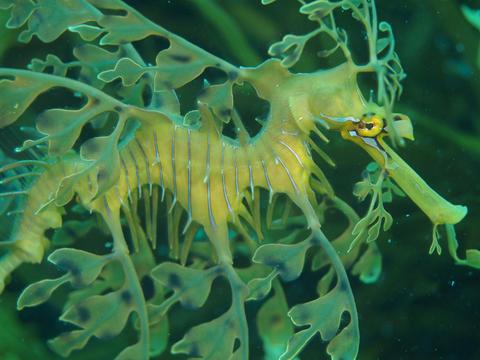 Dive Traveller's