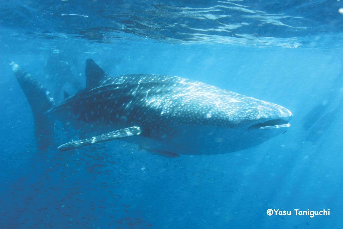 Whale Shark in Exmouth