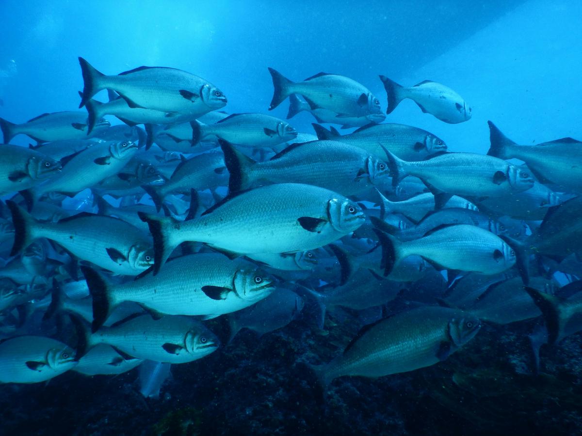 Rottnest Island Dive or Snorkel