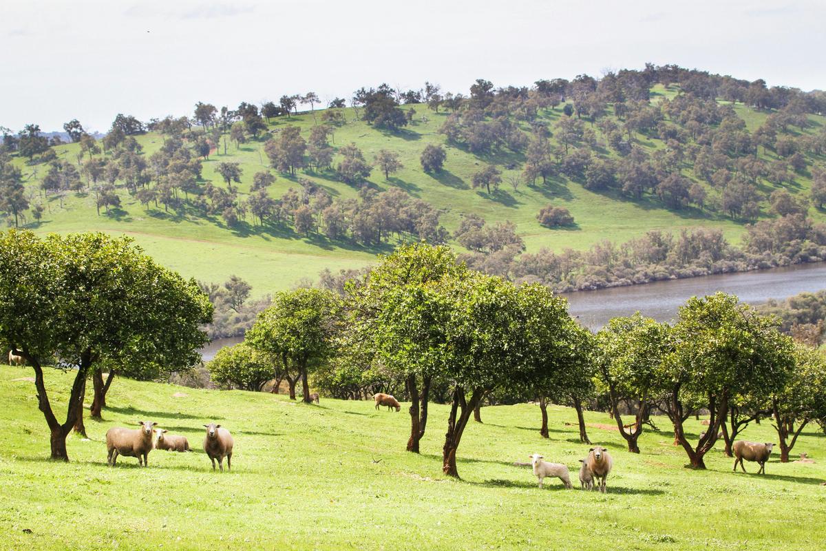 Animals in the Chittering Valley