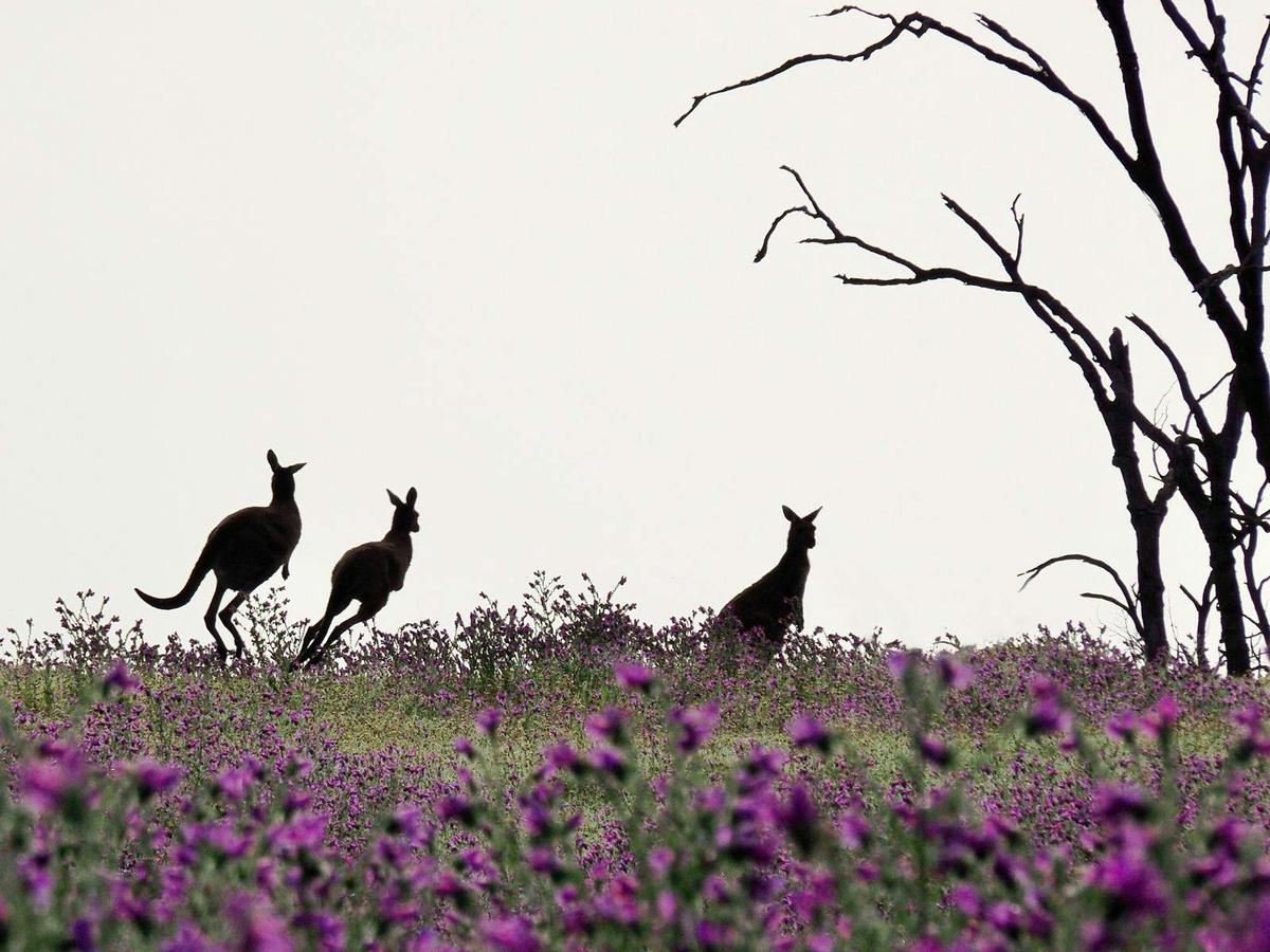 Kangaroos