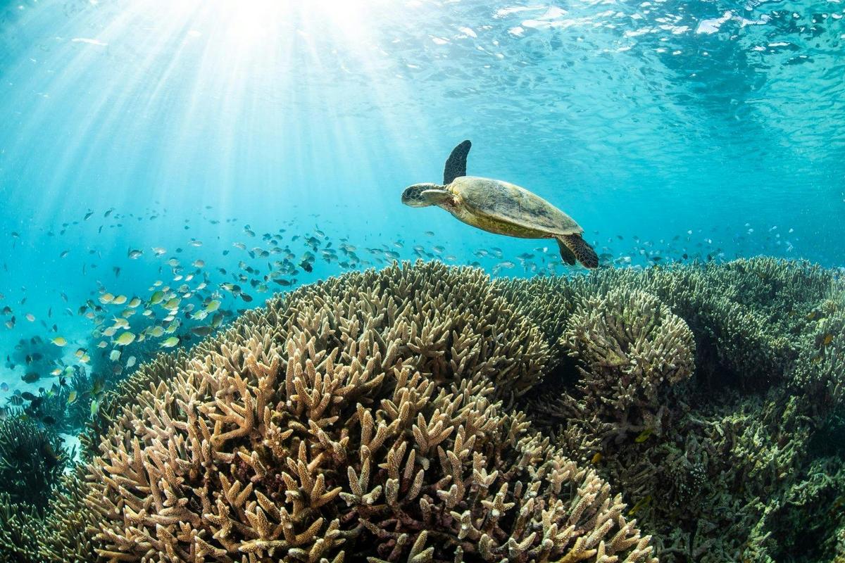 Turtle on the reef
